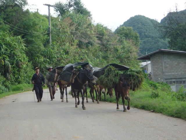 Read more about the article ตะลุยดอยอ่างขาง